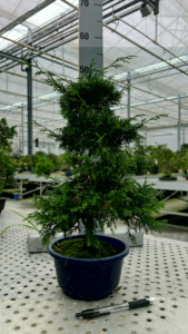 Juniperus chinensis