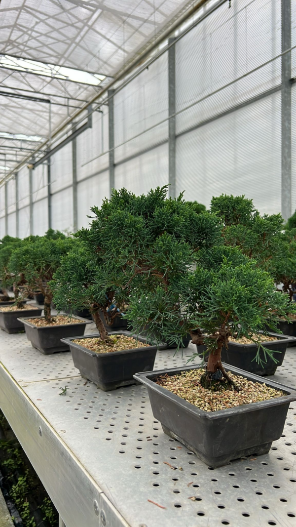 Juniperus chinensis