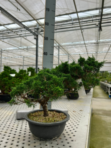 Juniperus chinensis