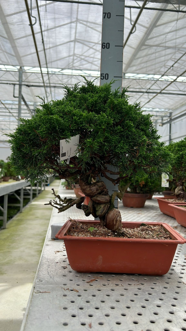 Juniperus chinensis