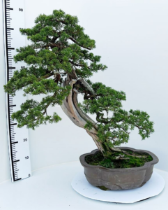 Juniperus chinensis