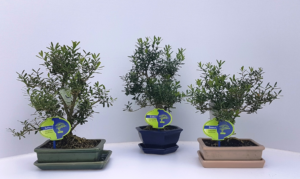 Buxus harlandii