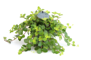 Peperomia rotundifolia