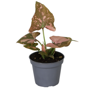 Syngonium Pink Splash