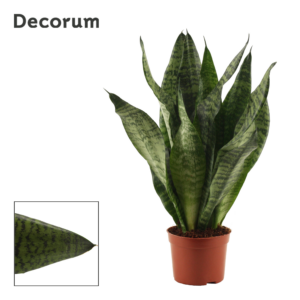 Sansevieria Super Green