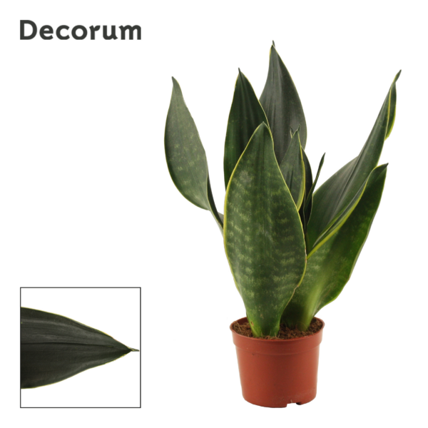 Sansevieria Black Diamond