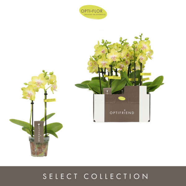 Phalaenopsis Multiflora Optifriend Yellow