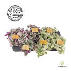 Tradescantia mix