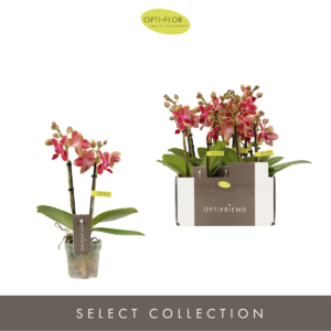 Phalaenopsis Multiflora Optifriend Red