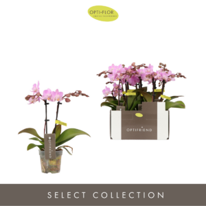 Phalaenopsis Multiflora Optifriend Pink