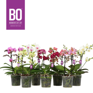 Phalaenopsis Multiflora Flora BO Collection mix