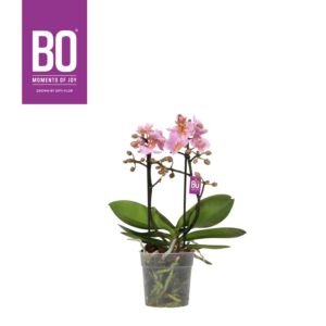 Phalaenopsis Multiflora Flora BO Collection Midpink