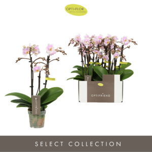 Phalaenopsis Multiflora Optifriend Sanne