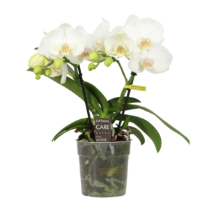 Phalaenopsis Shorty