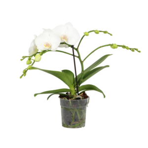 Phalaenopsis Multiflora Theatro Funk