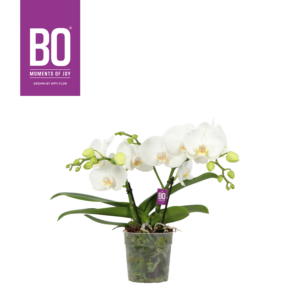 Phalaenopsis Shorty BO Collection