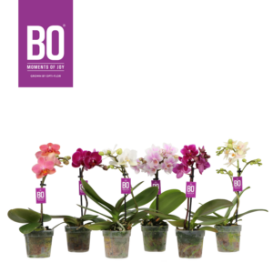 Phalaenopsis Multiflora Sweety BO Collection mix