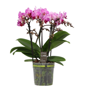 Phalaenopsis Multiflora Pink Stripe