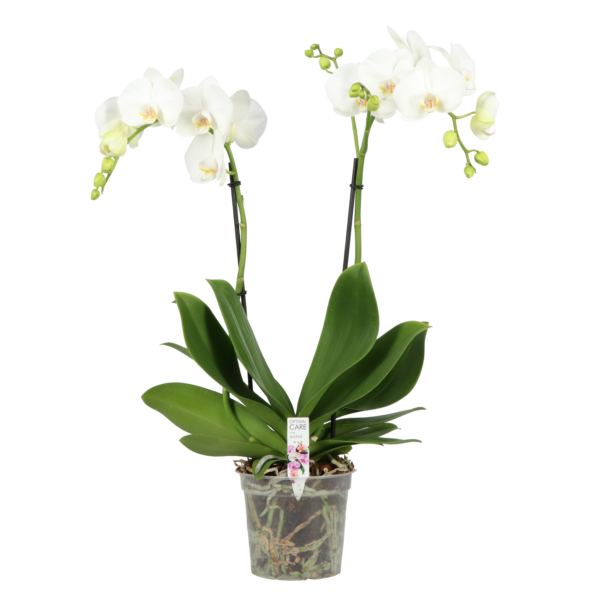 Phalaenopsis Funda BO Collection