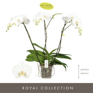 Phalaenopsis Theatro Classico