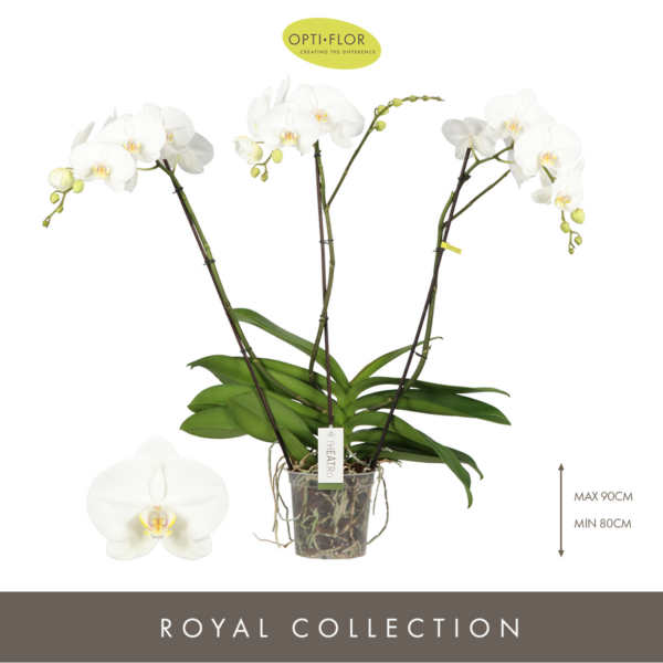 Phalaenopsis Theatro Classico