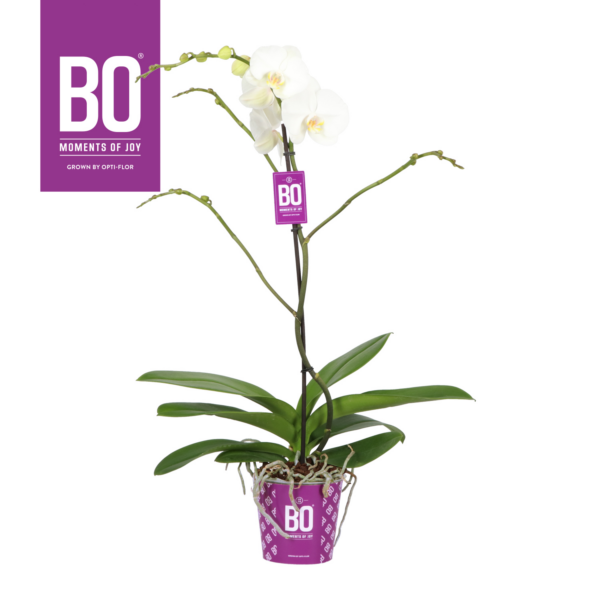 Phalaenopsis King BO Collection