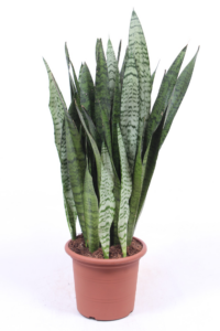 Sansevieria zeylanica