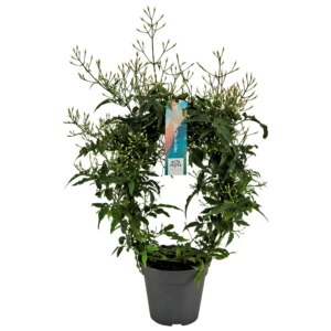 Jasminum polyanthum (wit) +300