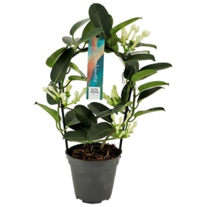 Stephanotis floribunda 3-4