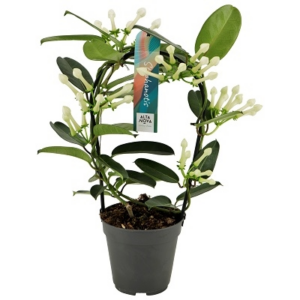 Stephanotis floribunda 5-6