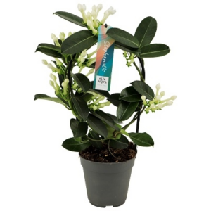 Stephanotis floribunda 7-8