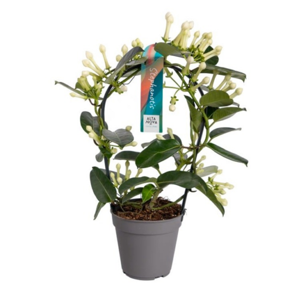 Stephanotis floribunda 11-12