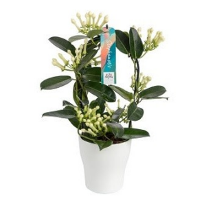 Stephanotis floribunda 7-8