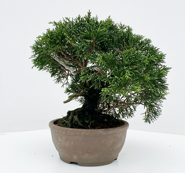 Juniperus chinensis