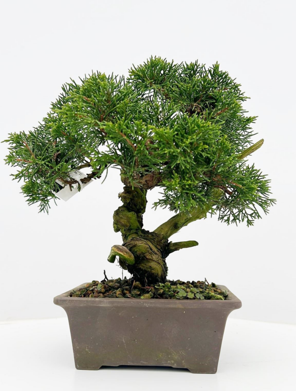 Juniperus chinensis