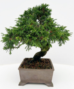 Juniperus chinensis