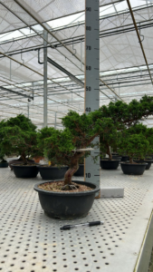 Pinus sylvestris Chantry Blue