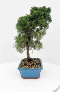 Juniperus chinensis