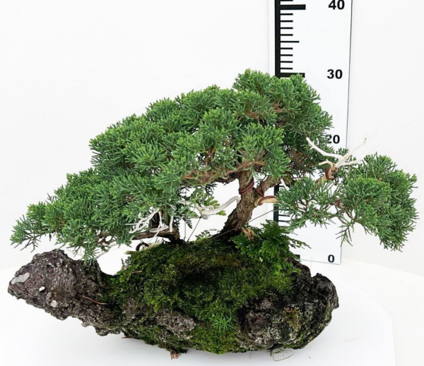 Juniperus chinensis on rock