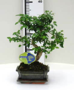 Ligustrum sinense Bonsai