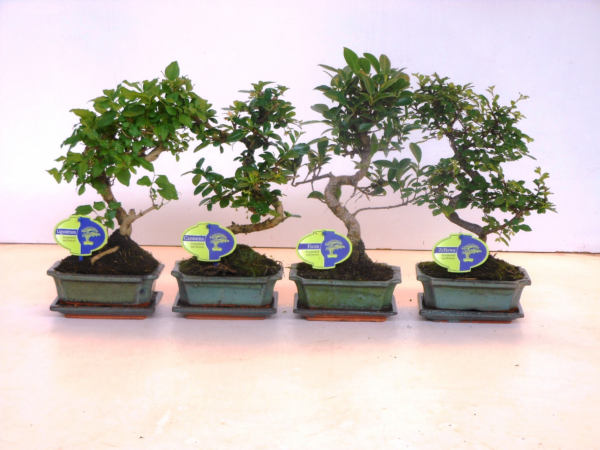 Bonsai Shape gemengd