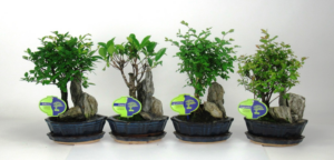 Bonsai mix indoor with rock