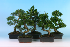 Bonsai Shape gemengd