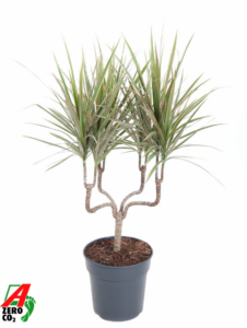 Dracaena marginata Bicolor