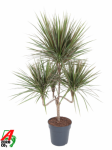 Dracaena marginata Bicolor