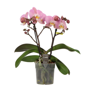 Phalaenopsis Shorty Light Pink