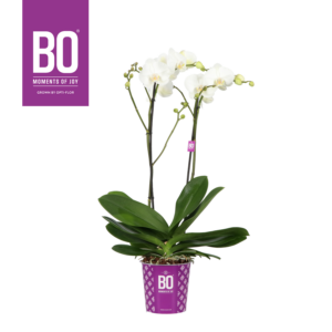 Phalaenopsis King Bo Collection