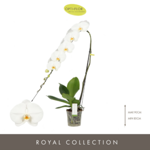 Phalaenopsis Formidablo Yosemite Falls