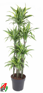 Dracaena fragrans 'Lemon Lime'