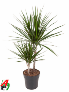 Dracaena marginata